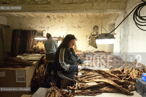 Tozzo (Arezzo) 21/3/12 - Lavorazione del tabacco essiccato, preparazione, cernita, e allestimenti in mazzi e sucessiva inscatolatura del tabacco ©Graziano Arici/Rosebud2