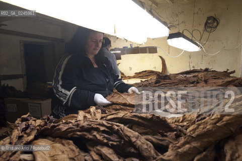 Tozzo (Arezzo) 21/3/12 - Lavorazione del tabacco essiccato, preparazione, cernita, e allestimenti in mazzi e sucessiva inscatolatura del tabacco ©Graziano Arici/Rosebud2