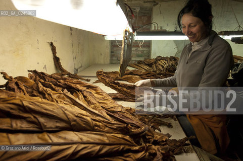 Tozzo (Arezzo) 21/3/12 - Lavorazione del tabacco essiccato, preparazione, cernita, e allestimenti in mazzi e sucessiva inscatolatura del tabacco ©Graziano Arici/Rosebud2