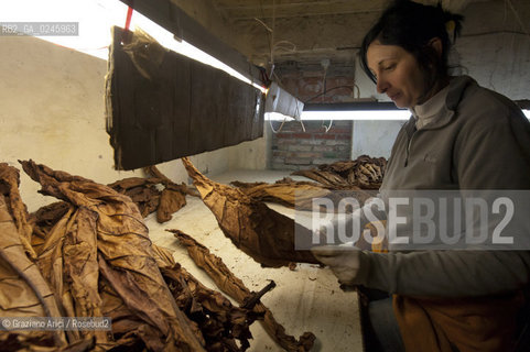 Tozzo (Arezzo) 21/3/12 - Lavorazione del tabacco essiccato, preparazione, cernita, e allestimenti in mazzi e sucessiva inscatolatura del tabacco ©Graziano Arici/Rosebud2