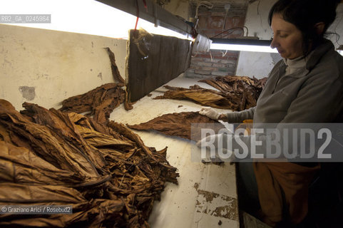 Tozzo (Arezzo) 21/3/12 - Lavorazione del tabacco essiccato, preparazione, cernita, e allestimenti in mazzi e sucessiva inscatolatura del tabacco ©Graziano Arici/Rosebud2