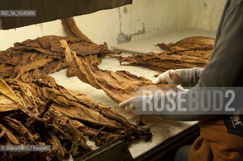 Tozzo (Arezzo) 21/3/12 - Lavorazione del tabacco essiccato, preparazione, cernita, e allestimenti in mazzi e sucessiva inscatolatura del tabacco ©Graziano Arici/Rosebud2