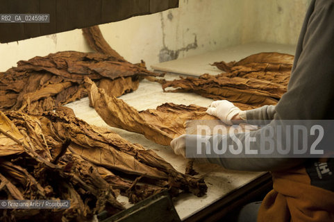 Tozzo (Arezzo) 21/3/12 - Lavorazione del tabacco essiccato, preparazione, cernita, e allestimenti in mazzi e sucessiva inscatolatura del tabacco ©Graziano Arici/Rosebud2