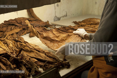 Tozzo (Arezzo) 21/3/12 - Lavorazione del tabacco essiccato, preparazione, cernita, e allestimenti in mazzi e sucessiva inscatolatura del tabacco ©Graziano Arici/Rosebud2