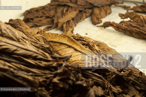 Tozzo (Arezzo) 21/3/12 - Lavorazione del tabacco essiccato, preparazione, cernita, e allestimenti in mazzi e sucessiva inscatolatura del tabacco ©Graziano Arici/Rosebud2