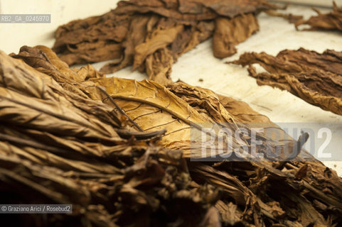 Tozzo (Arezzo) 21/3/12 - Lavorazione del tabacco essiccato, preparazione, cernita, e allestimenti in mazzi e sucessiva inscatolatura del tabacco ©Graziano Arici/Rosebud2