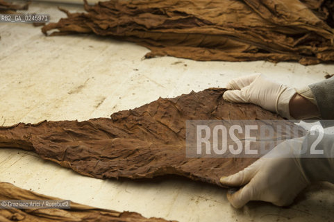 Tozzo (Arezzo) 21/3/12 - Lavorazione del tabacco essiccato, preparazione, cernita, e allestimenti in mazzi e sucessiva inscatolatura del tabacco ©Graziano Arici/Rosebud2