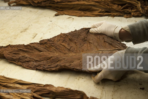 Tozzo (Arezzo) 21/3/12 - Lavorazione del tabacco essiccato, preparazione, cernita, e allestimenti in mazzi e sucessiva inscatolatura del tabacco ©Graziano Arici/Rosebud2