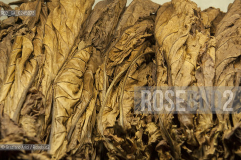 Tozzo (Arezzo) 21/3/12 - Lavorazione del tabacco essiccato, preparazione, cernita, e allestimenti in mazzi e sucessiva inscatolatura del tabacco ©Graziano Arici/Rosebud2