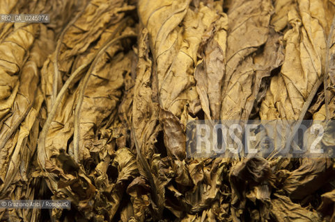 Tozzo (Arezzo) 21/3/12 - Lavorazione del tabacco essiccato, preparazione, cernita, e allestimenti in mazzi e sucessiva inscatolatura del tabacco ©Graziano Arici/Rosebud2