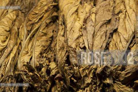 Tozzo (Arezzo) 21/3/12 - Lavorazione del tabacco essiccato, preparazione, cernita, e allestimenti in mazzi e sucessiva inscatolatura del tabacco ©Graziano Arici/Rosebud2