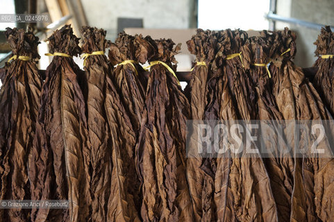 Tozzo (Arezzo) 21/3/12 - Lavorazione del tabacco essiccato, preparazione, cernita, e allestimenti in mazzi e sucessiva inscatolatura del tabacco ©Graziano Arici/Rosebud2