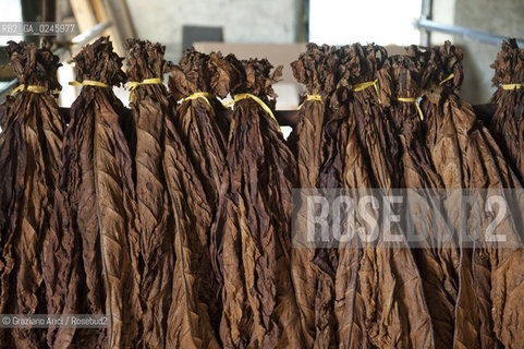 Tozzo (Arezzo) 21/3/12 - Lavorazione del tabacco essiccato, preparazione, cernita, e allestimenti in mazzi e sucessiva inscatolatura del tabacco ©Graziano Arici/Rosebud2
