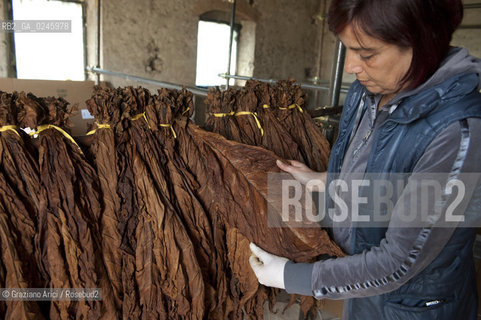 Tozzo (Arezzo) 21/3/12 - Lavorazione del tabacco essiccato, preparazione, cernita, e allestimenti in mazzi e sucessiva inscatolatura del tabacco ©Graziano Arici/Rosebud2