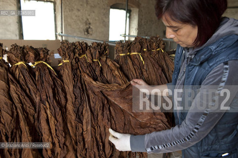 Tozzo (Arezzo) 21/3/12 - Lavorazione del tabacco essiccato, preparazione, cernita, e allestimenti in mazzi e sucessiva inscatolatura del tabacco ©Graziano Arici/Rosebud2