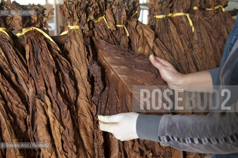 Tozzo (Arezzo) 21/3/12 - Lavorazione del tabacco essiccato, preparazione, cernita, e allestimenti in mazzi e sucessiva inscatolatura del tabacco ©Graziano Arici/Rosebud2