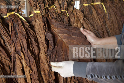 Tozzo (Arezzo) 21/3/12 - Lavorazione del tabacco essiccato, preparazione, cernita, e allestimenti in mazzi e sucessiva inscatolatura del tabacco ©Graziano Arici/Rosebud2