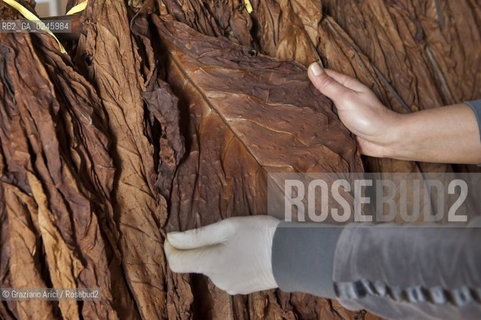 Tozzo (Arezzo) 21/3/12 - Lavorazione del tabacco essiccato, preparazione, cernita, e allestimenti in mazzi e sucessiva inscatolatura del tabacco ©Graziano Arici/Rosebud2