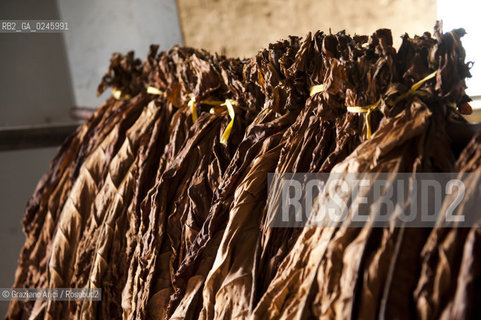 Tozzo (Arezzo) 21/3/12 - Lavorazione del tabacco essiccato, preparazione, cernita, e allestimenti in mazzi e sucessiva inscatolatura del tabacco ©Graziano Arici/Rosebud2