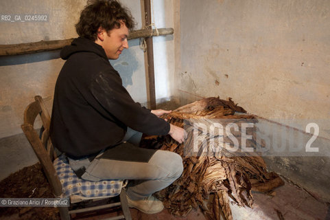 Tozzo (Arezzo) 21/3/12 - Lavorazione del tabacco essiccato, preparazione, cernita, e allestimenti in mazzi e sucessiva inscatolatura del tabacco ©Graziano Arici/Rosebud2