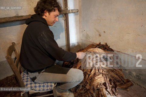 Tozzo (Arezzo) 21/3/12 - Lavorazione del tabacco essiccato, preparazione, cernita, e allestimenti in mazzi e sucessiva inscatolatura del tabacco ©Graziano Arici/Rosebud2