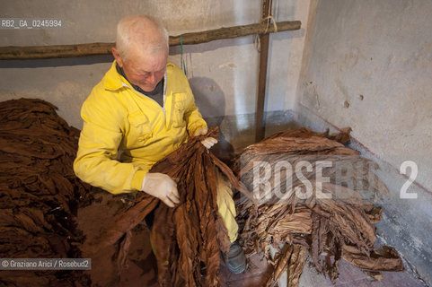 Tozzo (Arezzo) 21/3/12 - Lavorazione del tabacco essiccato, preparazione, cernita, e allestimenti in mazzi e sucessiva inscatolatura del tabacco ©Graziano Arici/Rosebud2