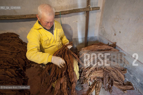 Tozzo (Arezzo) 21/3/12 - Lavorazione del tabacco essiccato, preparazione, cernita, e allestimenti in mazzi e sucessiva inscatolatura del tabacco ©Graziano Arici/Rosebud2