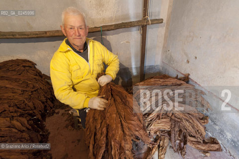 Tozzo (Arezzo) 21/3/12 - Lavorazione del tabacco essiccato, preparazione, cernita, e allestimenti in mazzi e sucessiva inscatolatura del tabacco ©Graziano Arici/Rosebud2
