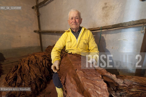 Tozzo (Arezzo) 21/3/12 - Lavorazione del tabacco essiccato, preparazione, cernita, e allestimenti in mazzi e sucessiva inscatolatura del tabacco ©Graziano Arici/Rosebud2
