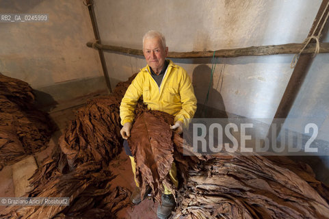 Tozzo (Arezzo) 21/3/12 - Lavorazione del tabacco essiccato, preparazione, cernita, e allestimenti in mazzi e sucessiva inscatolatura del tabacco ©Graziano Arici/Rosebud2
