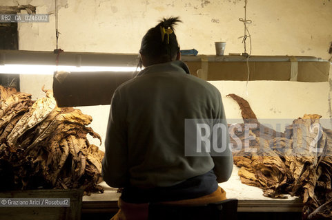 Tozzo (Arezzo) 21/3/12 - Lavorazione del tabacco essiccato, preparazione, cernita, e allestimenti in mazzi e sucessiva inscatolatura del tabacco ©Graziano Arici/Rosebud2