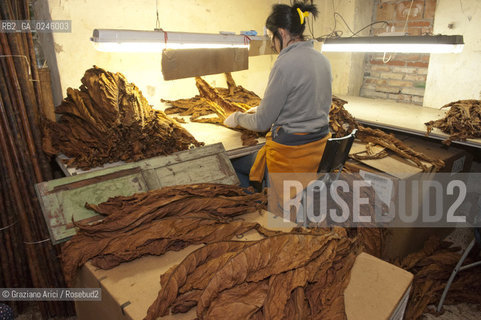 Tozzo (Arezzo) 21/3/12 - Lavorazione del tabacco essiccato, preparazione, cernita, e allestimenti in mazzi e sucessiva inscatolatura del tabacco ©Graziano Arici/Rosebud2