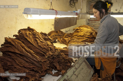 Tozzo (Arezzo) 21/3/12 - Lavorazione del tabacco essiccato, preparazione, cernita, e allestimenti in mazzi e sucessiva inscatolatura del tabacco ©Graziano Arici/Rosebud2