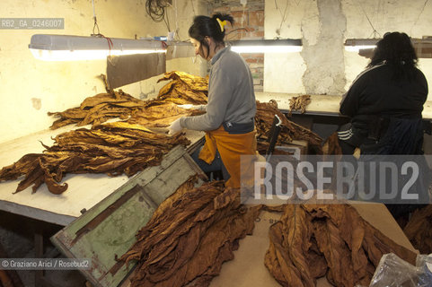 Tozzo (Arezzo) 21/3/12 - Lavorazione del tabacco essiccato, preparazione, cernita, e allestimenti in mazzi e sucessiva inscatolatura del tabacco ©Graziano Arici/Rosebud2