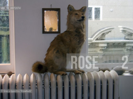 Artist performer, Joan Jonass stuffed dog in her house in Soho, New York ©Grazia Ippolito/Rosebud2