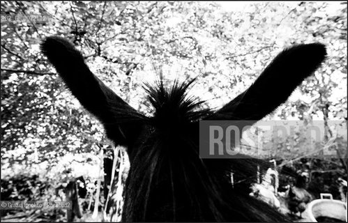 A donkey in the country in Italy(Valori multipli) ©Grazia Ippolito/Rosebud2