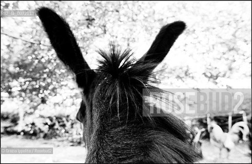 A donkey in the country in Italy(Valori multipli) ©Grazia Ippolito/Rosebud2