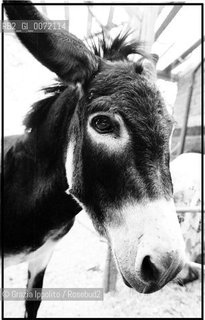 A donkey in the country in Italy(Valori multipli) ©Grazia Ippolito/Rosebud2