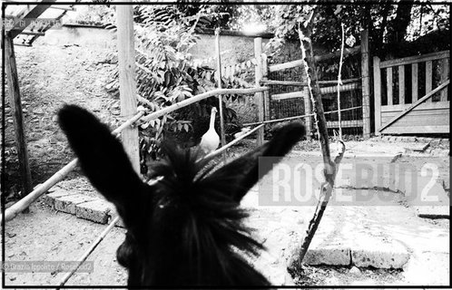 A donkey in the country in Italy(Valori multipli) ©Grazia Ippolito/Rosebud2