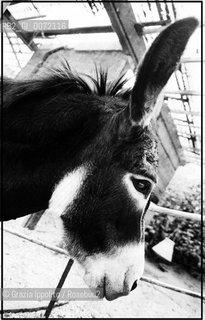 A donkey in the country in Italy(Valori multipli) ©Grazia Ippolito/Rosebud2