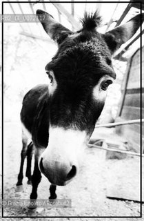 A donkey in the country in Italy(Valori multipli) ©Grazia Ippolito/Rosebud2