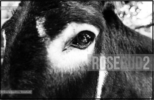 A donkey in the country in Italy(Valori multipli) ©Grazia Ippolito/Rosebud2