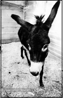 A donkey in the country in Italy(Valori multipli) ©Grazia Ippolito/Rosebud2