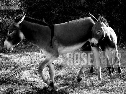 A donkey in the country in Italy(Valori multipli) ©Grazia Ippolito/Rosebud2