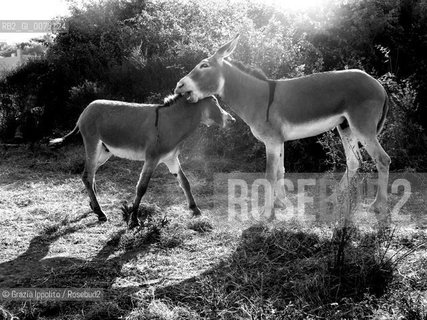 A donkey in the country in Italy(Valori multipli) ©Grazia Ippolito/Rosebud2