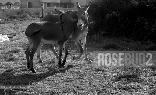 A donkey in the country in Italy(Valori multipli) ©Grazia Ippolito/Rosebud2