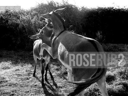 A donkey in the country in Italy(Valori multipli) ©Grazia Ippolito/Rosebud2