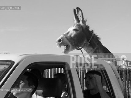 A donkey in the country in Italy(Valori multipli) ©Grazia Ippolito/Rosebud2