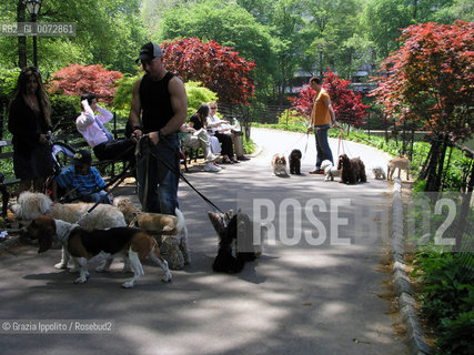 Dogsitters in Central Park, New York. ©Grazia Ippolito/Rosebud2