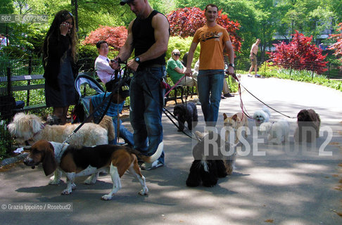 Dogsitters in central Park in New York ©Grazia Ippolito/Rosebud2